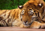полосатая рыжая кошка, Тигр, морда, спит, тигрёнок, лапы