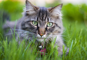 кот, трава, кошка, котэ, киса, цветы, Cat, котенок, киска