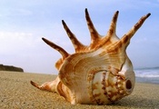 Shell, Beach
