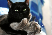 Black cat, love, черный кот, кошка, cats, kitten, котенок, playing, hug