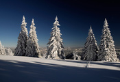 Зима, ели, елки, снег, лес