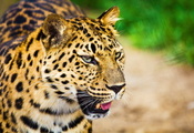большая пятнистая кошка, морда, Леопард, усы, взгляд