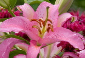 beauty, flower, waterdrops, lilium, природа, цветок, Nature wallpapers, pin ...