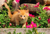 киса, киска, рыжий, кот, котенок, кошка, котэ, Cat, цветы