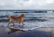 фон, море, Собака