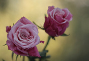 розовая, цветы, макро, роза, размытость, розы, Фото