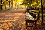 autumn, парк, закат, sunset, нью-йорк, Central park, new york