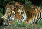 тигр, лежит, ветка, большие кошки, трава