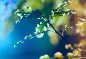 макро, Ветка, blur, природа, листья