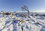 великобритания, англия, северный йоркшир, ingleton, зима, снег, дерево, неб ...