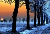 деревья, стволы, поле, иней, снег, аллея, закат, вечер