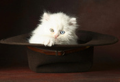 котёнок, маленький, белый, забавный, шляпа