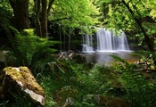 лес, папоротник, ручей, водопад, Англия