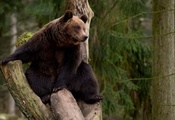 природа, животные, медведь, Россия, лес, деревья, тайга, экология, обои, фо ...