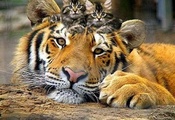 тигр, котята, большие кошки