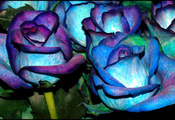 розы, роза, две, синие, голубые, цветы