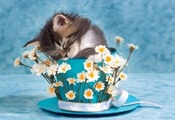 котенок, спит, чашка, цветы, ромашки, кот