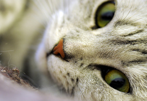 глаза, морда, макро, кошка, волоски, нос, шерсть, усы, Кот