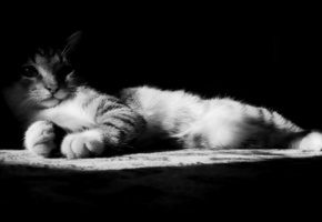 Котенок, черно-белое, тень, темнота, свет, полумрак