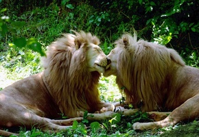 белые, Львы, кошки