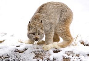 рысь, дикая кошка, Кошки