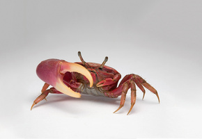 Краб, красный, вкусно, еда, клешня