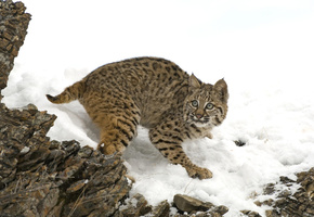 Рысь, снег, камни