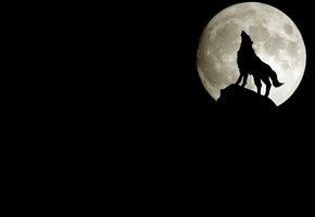 скала, Волк, силуэт, луна, воет