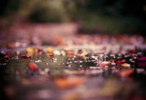 парк, фотографии, листья, капли, брызги, осень, лужи, вода, Макро