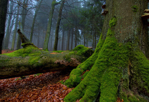 Осень, грибы, деревья, мох, стволы, листва