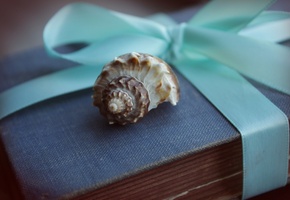 голубая, подарок, Ракушка, коробка, раковина, лента, макро