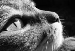 макро, кошка, Кот, чб, глаз, морда