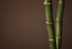 фото, растения, Бамбук, макро, обои для рабочего стола