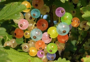 смородина, радуга, цвета, Ягоды