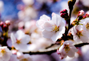 ветки, белые, деревья, яблоня, весна, Цветы, небо