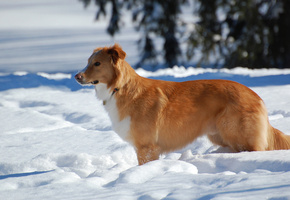 Собака, зима, снег