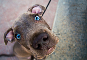 взгляд, Собака, обои