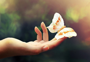 свет, цвет, пальцы, Рука, бабочка, макро, легкость, ладонь