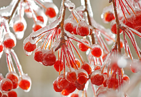 лёд, ветки, холодно, Макро, зима, мороз, ягоды, красные