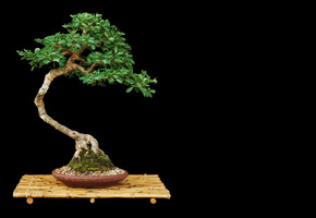 дерево, Бонсай, подставка, минимализм, листья, горшок