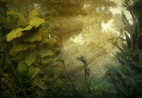 Джунгли, растения, природа, лес