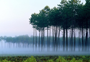 рассвет, пейзаж, Сосны, туман, деревья