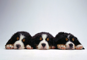 Щенки, малыши, собаки