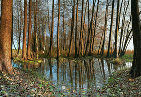 германия, фото, вода, листва, Природа, осенние обои, листья, осень, деревья