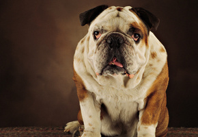 морда, Бульдог, язык, собака