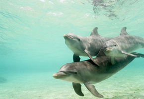 Дельфины, вода, подводный мир, стая