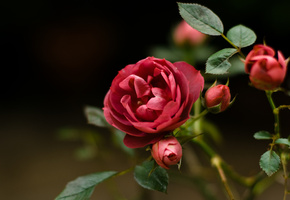 дикий, шиповник, макро, Цветок, красный, роза