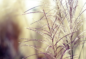 нежность, поле, Травка, размытость