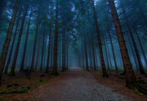 тропинка, природа, путь, аллея, тропинки, Hd wallpapers, деревья, дерево, красивые фото, аллеи, лес, вечер, дороги, дорога