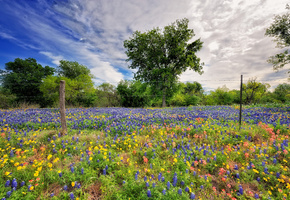 Природа, весна, цветы, небо